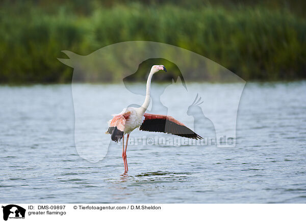 Rosaflamingo / greater flamingo / DMS-09897