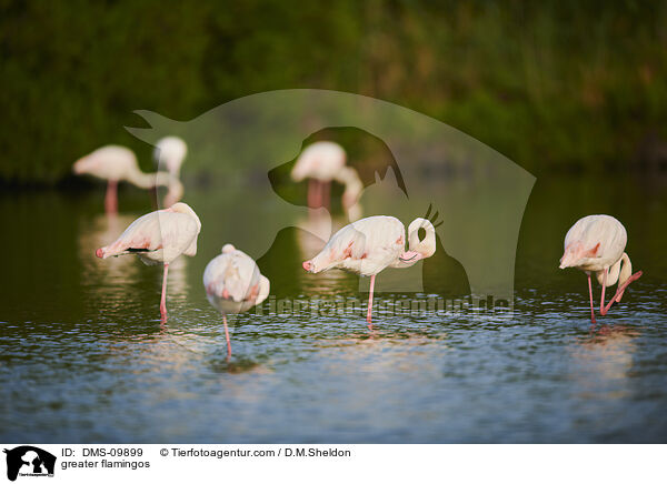 Rosaflamingos / greater flamingos / DMS-09899