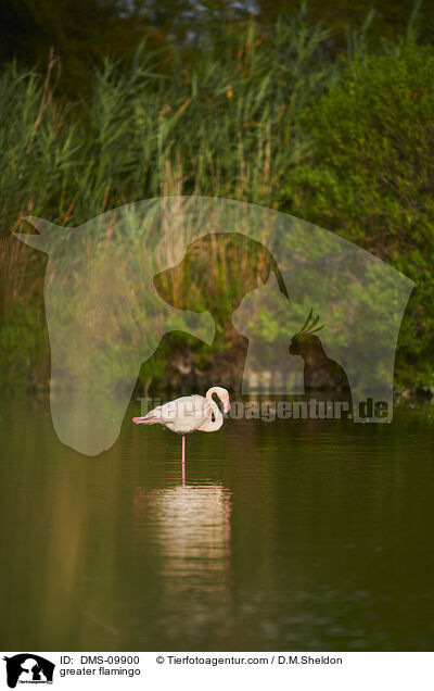 greater flamingo / DMS-09900