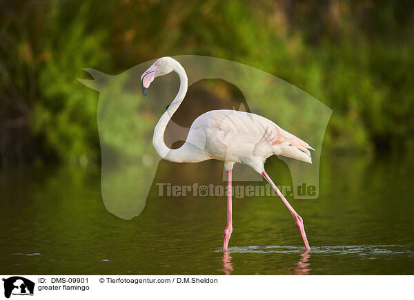 greater flamingo / DMS-09901