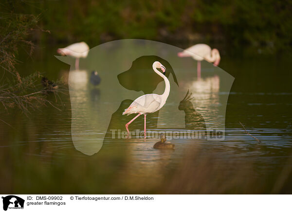 Rosaflamingos / greater flamingos / DMS-09902