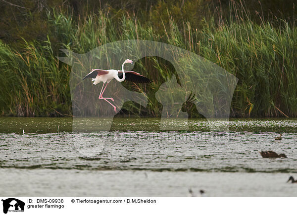 Rosaflamingo / greater flamingo / DMS-09938
