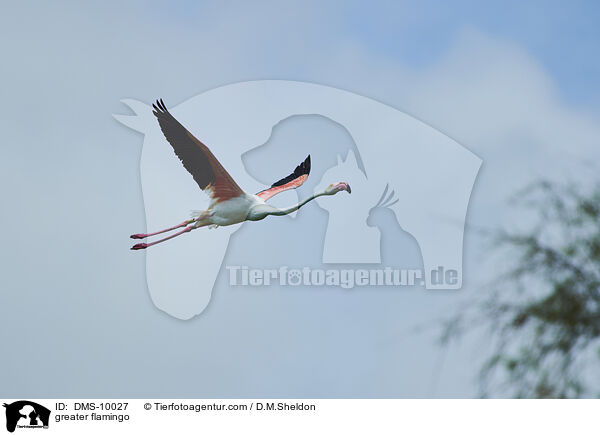greater flamingo / DMS-10027