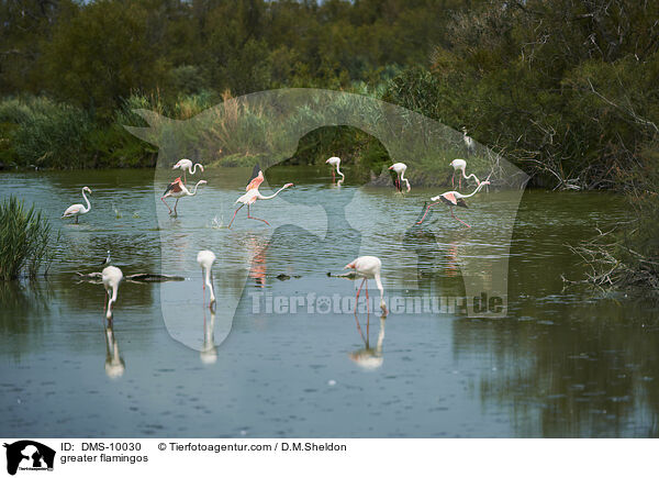 Rosaflamingos / greater flamingos / DMS-10030