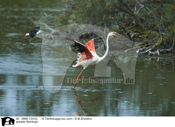 Rosaflamingo / greater flamingo / DMS-10033