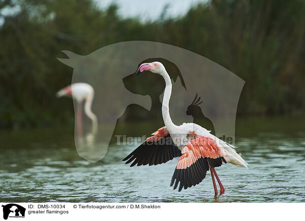 greater flamingos / DMS-10034