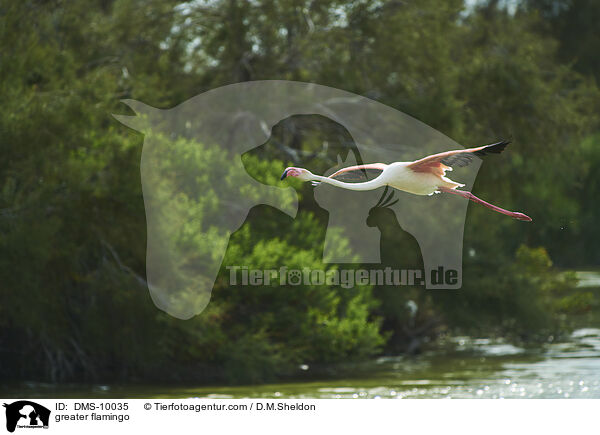 Rosaflamingo / greater flamingo / DMS-10035