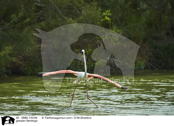 Rosaflamingo / greater flamingo / DMS-10036