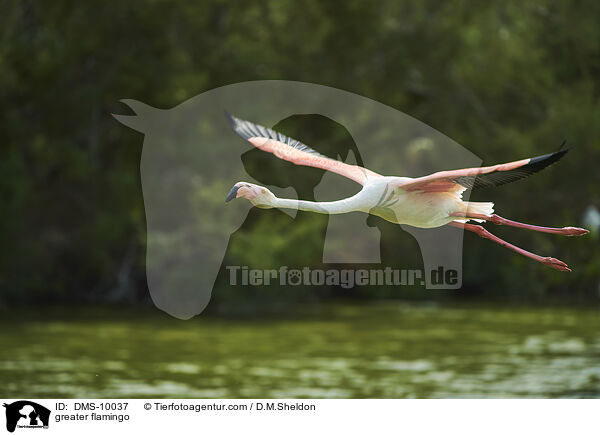 Rosaflamingo / greater flamingo / DMS-10037