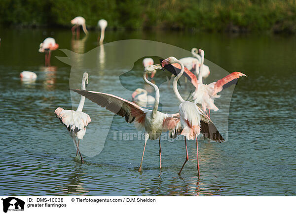 Rosaflamingos / greater flamingos / DMS-10038