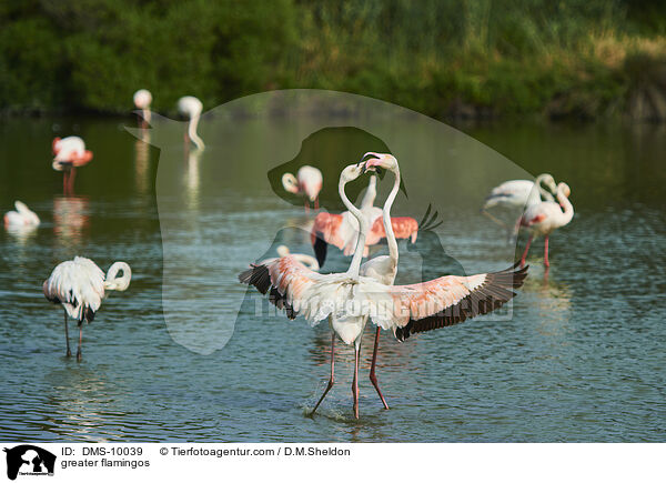 greater flamingos / DMS-10039