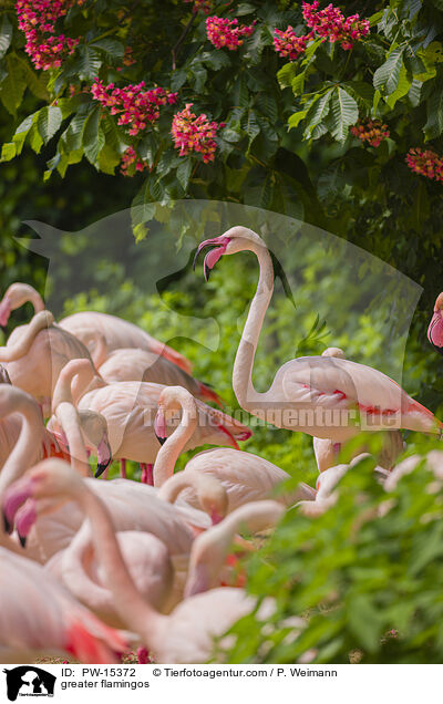 Rosaflamingos / greater flamingos / PW-15372