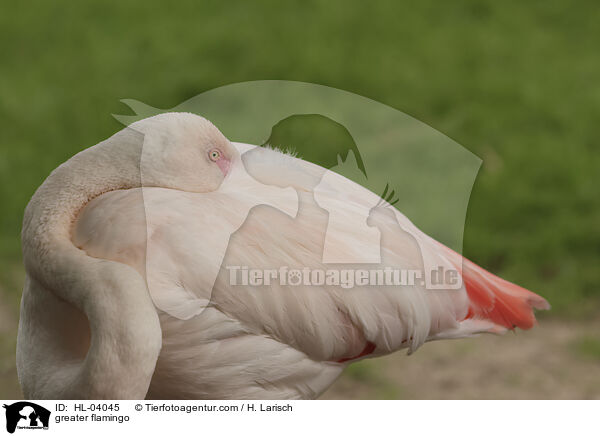 Rosaflamingo / greater flamingo / HL-04045