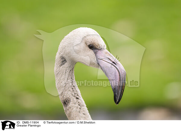 Rosaflamingo / Greater Flamingo / DMS-11904
