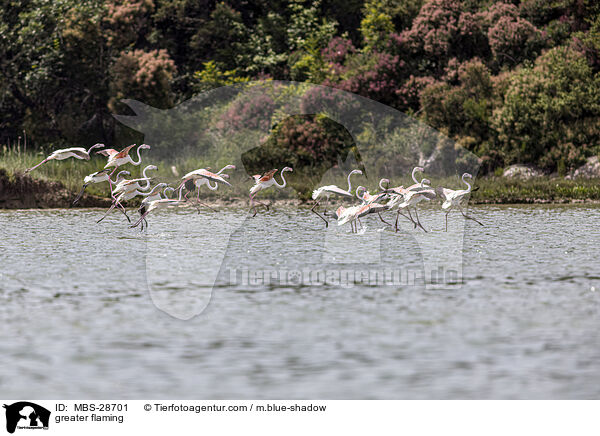 Rosaflamingo / greater flaming / MBS-28701