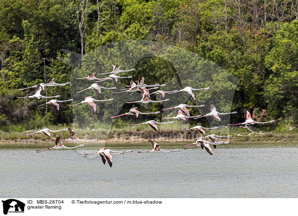 Rosaflamingo / greater flaming / MBS-28704