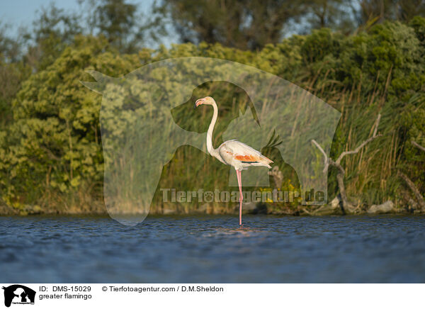 Rosaflamingo / greater flamingo / DMS-15029
