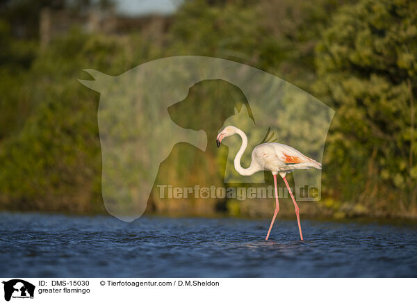 Rosaflamingo / greater flamingo / DMS-15030