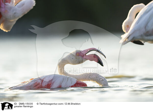 Rosaflamingo / greater flamingo / DMS-15035