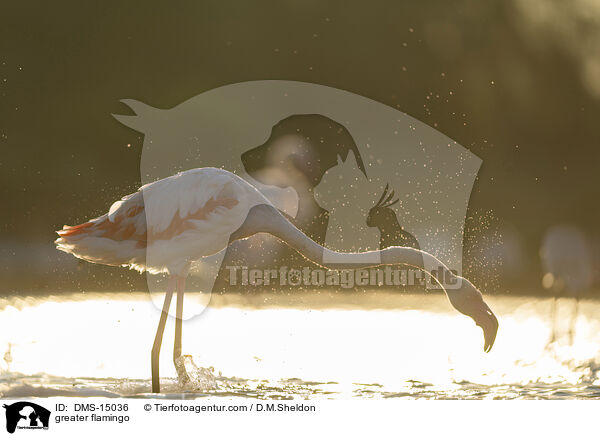 Rosaflamingo / greater flamingo / DMS-15036