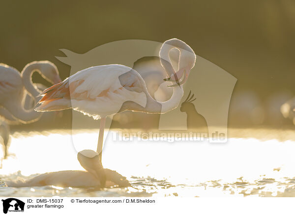 Rosaflamingo / greater flamingo / DMS-15037