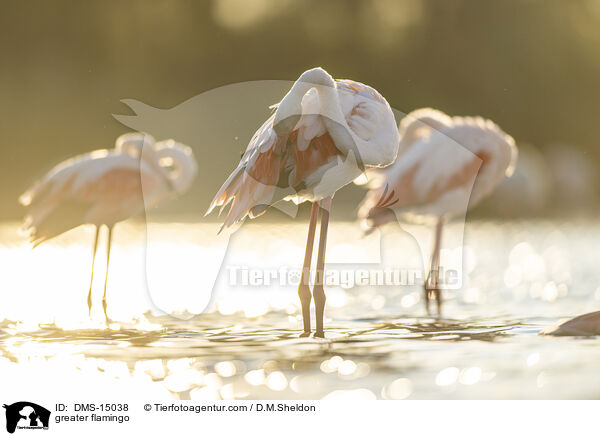 Rosaflamingo / greater flamingo / DMS-15038