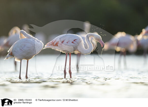Rosaflamingo / greater flamingo / DMS-15040