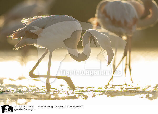 Rosaflamingo / greater flamingo / DMS-15044