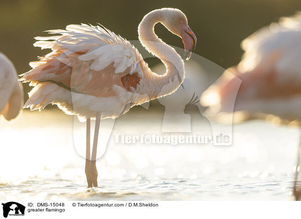 Rosaflamingo / greater flamingo / DMS-15048
