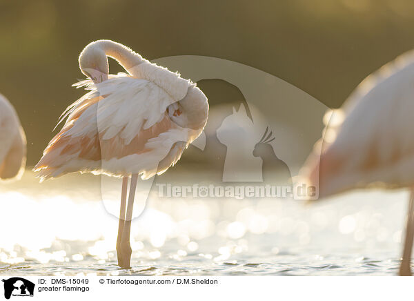 Rosaflamingo / greater flamingo / DMS-15049