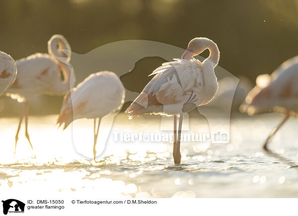 Rosaflamingo / greater flamingo / DMS-15050