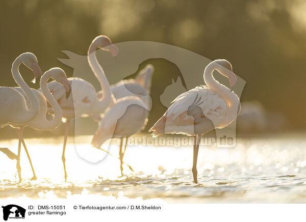 Rosaflamingo / greater flamingo / DMS-15051