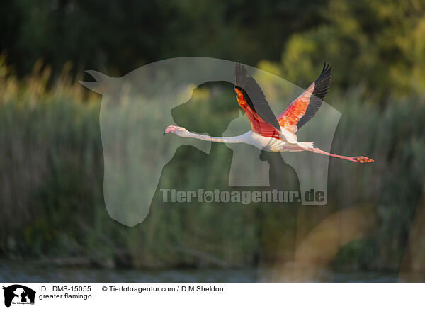 Rosaflamingo / greater flamingo / DMS-15055