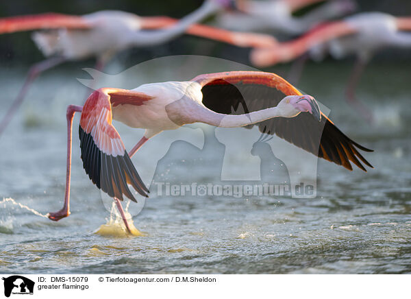 Rosaflamingo / greater flamingo / DMS-15079