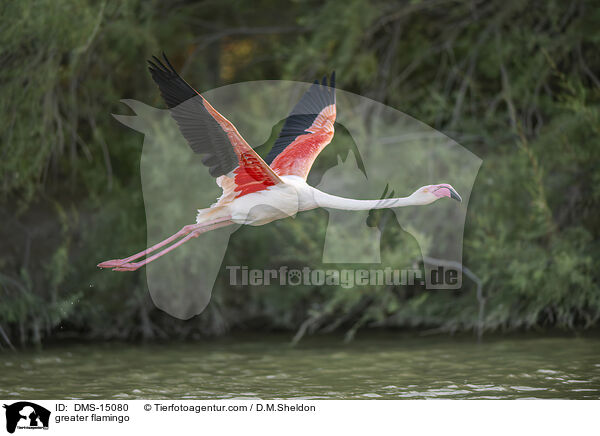 Rosaflamingo / greater flamingo / DMS-15080