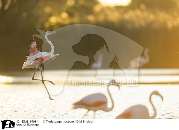 Rosaflamingo / greater flamingo / DMS-15084