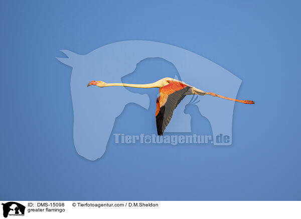 Rosaflamingo / greater flamingo / DMS-15098