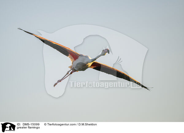Rosaflamingo / greater flamingo / DMS-15099
