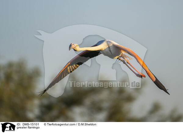 Rosaflamingo / greater flamingo / DMS-15101