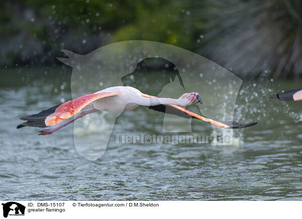 Rosaflamingo / greater flamingo / DMS-15107