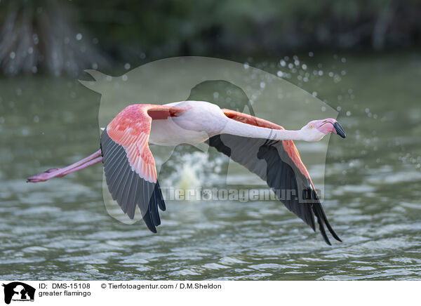 Rosaflamingo / greater flamingo / DMS-15108