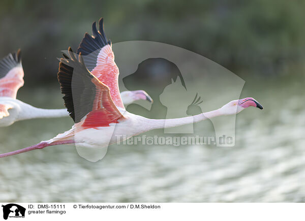 Rosaflamingo / greater flamingo / DMS-15111