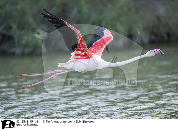 Rosaflamingo / greater flamingo / DMS-15112