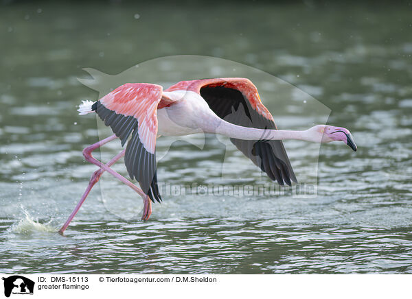 Rosaflamingo / greater flamingo / DMS-15113