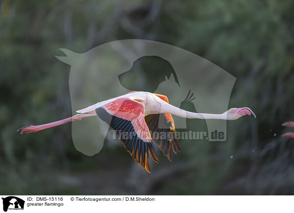 Rosaflamingo / greater flamingo / DMS-15116