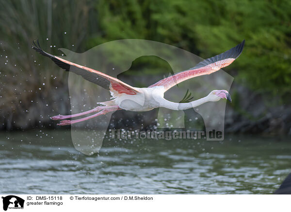 Rosaflamingo / greater flamingo / DMS-15118