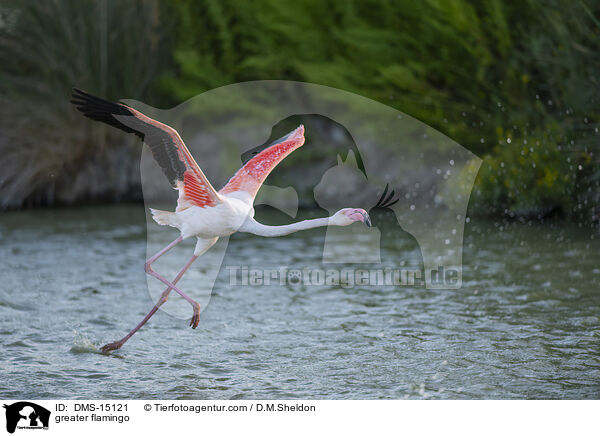 Rosaflamingo / greater flamingo / DMS-15121