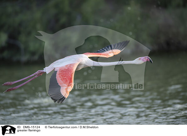 Rosaflamingo / greater flamingo / DMS-15124