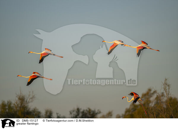 Rosaflamingo / greater flamingo / DMS-15127