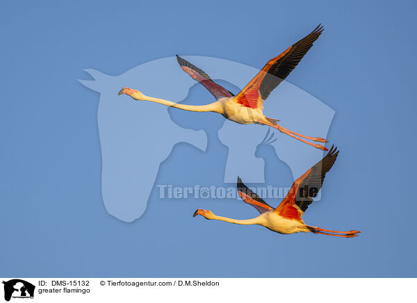 Rosaflamingo / greater flamingo / DMS-15132